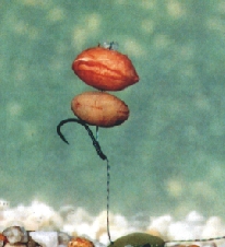 Peanuts